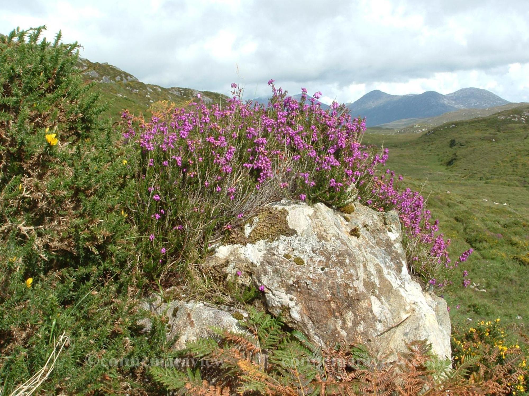 Errismore House Clifden Bagian luar foto
